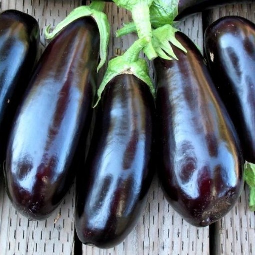 Dusky Eggplants EG4-25