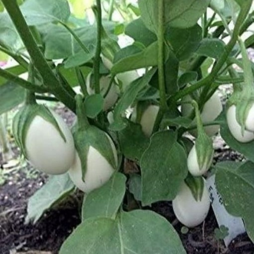 Easter Egg Eggplant Seeds EG5-10