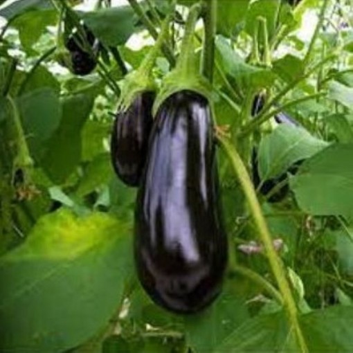 Florida Market Eggplants EG7-50