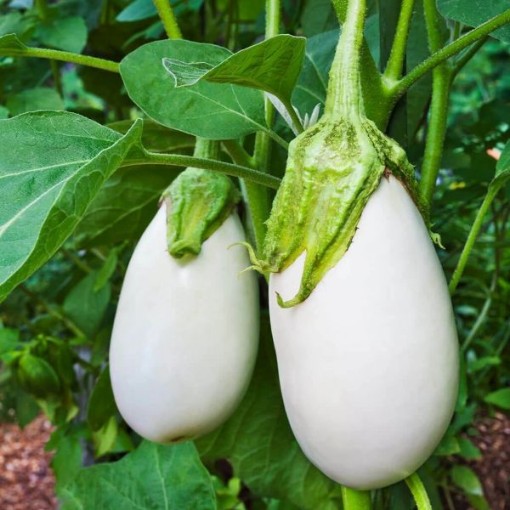Ghostbuster Eggplants EG8-25