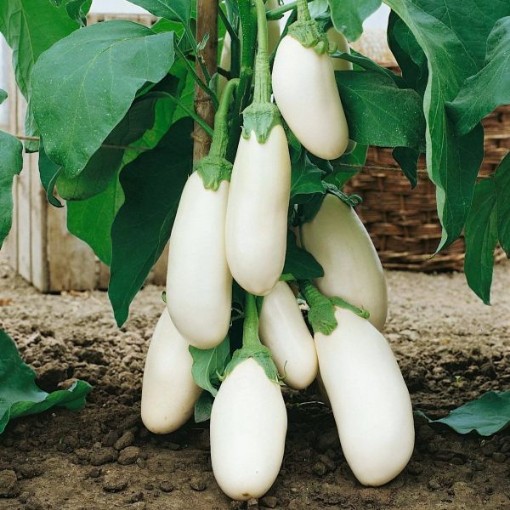 Casper Eggplants EG9-50