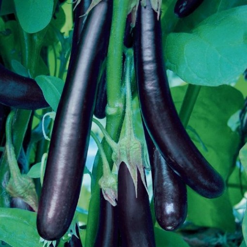 Long Purple Eggplants EG10-50