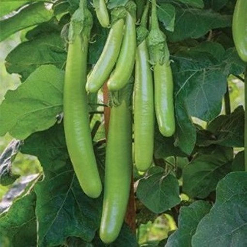 Louisiana Long Green Eggplants EG11-50