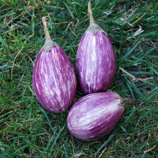 Antigua Eggplants EG27-10