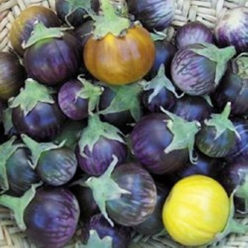 Little Purple Tiger Eggplants EG30-20
