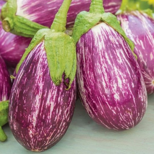 Listada de Gandia Eggplants EG34-50