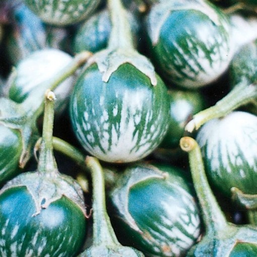 Kermit Eggplants EG35-10