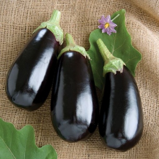 Nadia Eggplants EG36-25