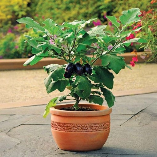 Patio Baby Eggplants EG46-10
