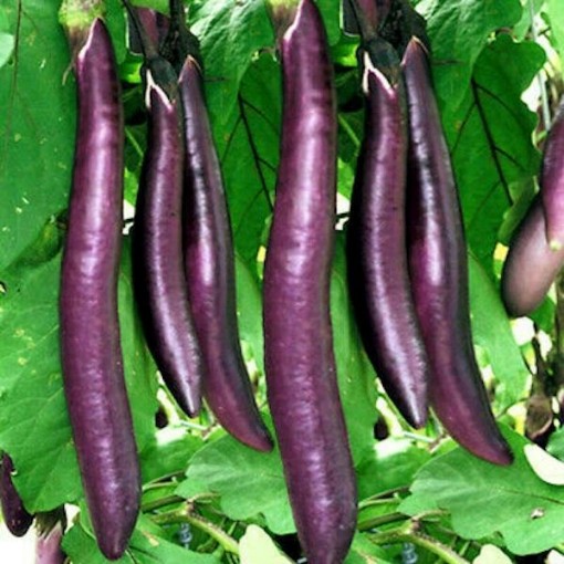 Fengyuan Purple Eggplants EG49-50