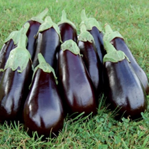 Florida High Bush Eggplants EG50-50