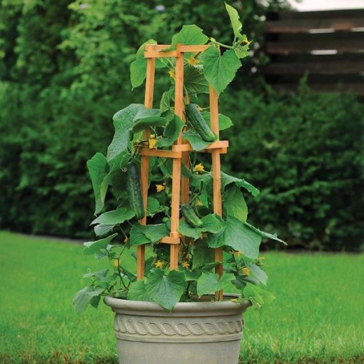 Patio Snacker Cucumbers CU29-10