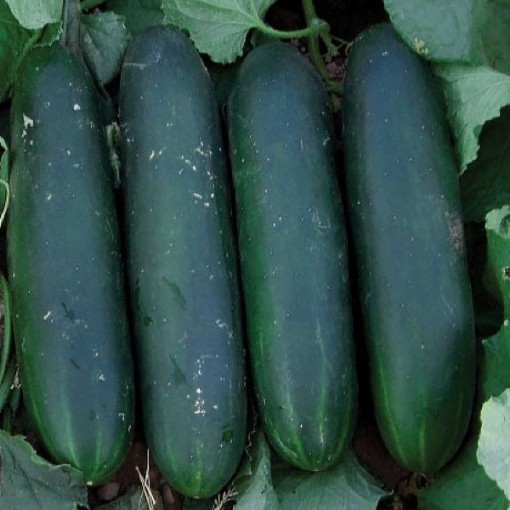 Crispy Green Cucumbers CU32-20