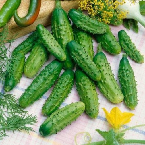 Parisian Gherkin Cucumber CU39--20