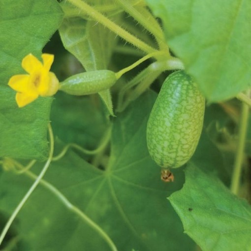 Mouse Melon Cucumbers CU42-20