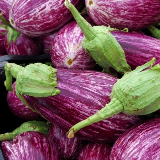 Pandora Striped Rose Eggplants EG53-20
