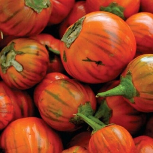 Turkish Orange Eggplants EG54-50