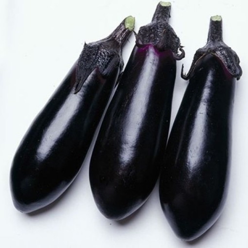 Money Maker II Eggplants EG56-50