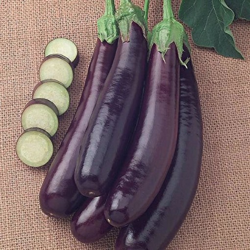 Hansel Eggplants EG59-10