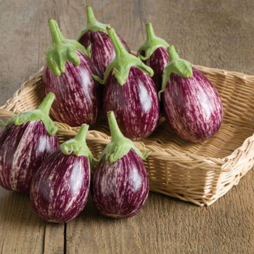 Calliope Eggplants EG61-25