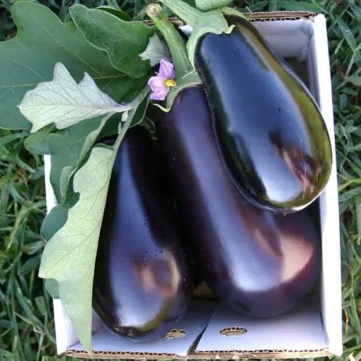 Night Shadow Eggplants EG62-50