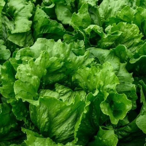Salinas Lettuce LC40-250