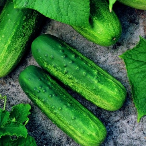 Vlasstar Cucumbers CU47-20