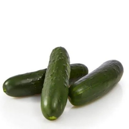 Bristol Cucumbers CU48-20
