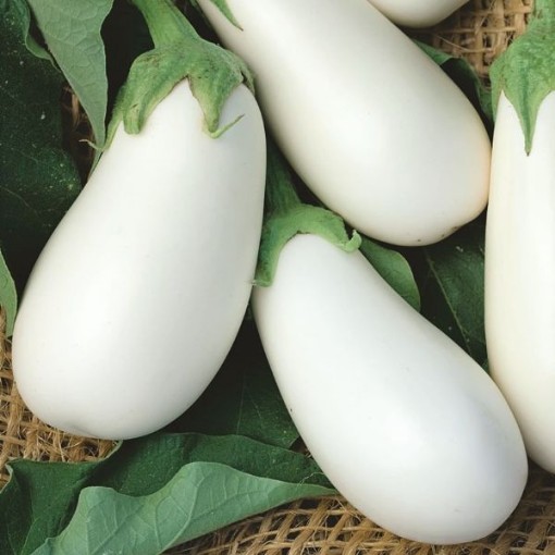 White Star Eggplants EG72-50