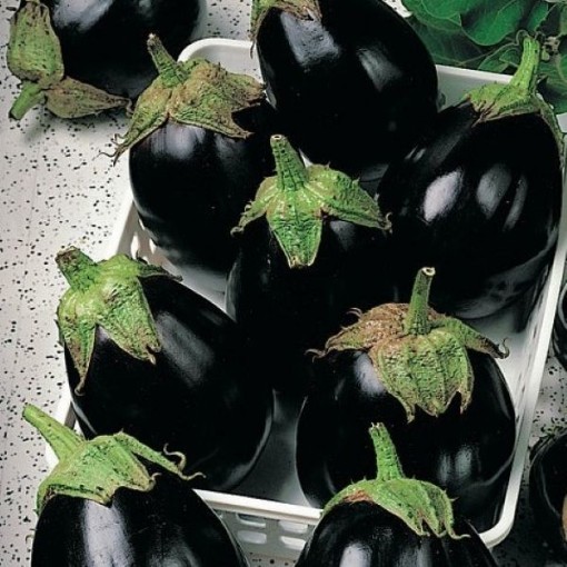 Black King Eggplants EG73-50