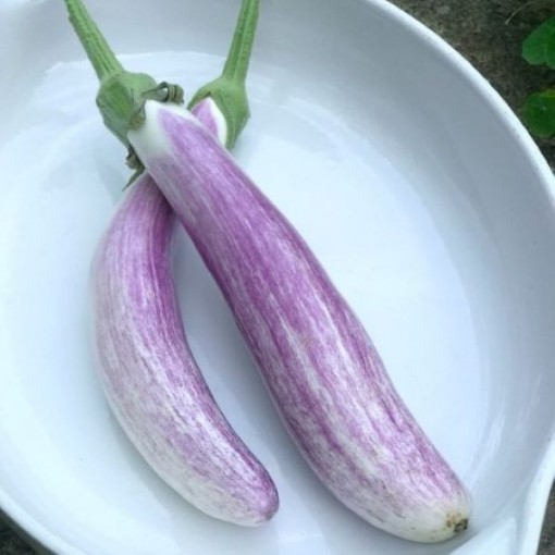 Bride Eggplants EG74-50