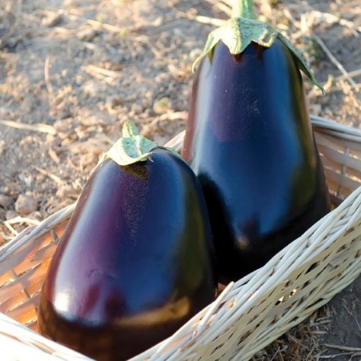 San Marino Eggplants EG78-25