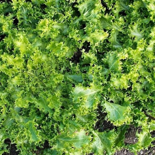 Green Curled Ruffec Endive ED3-750