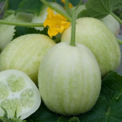 Crystal Apple Cucumbers CU52-20