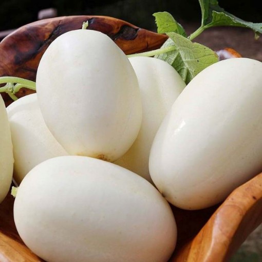 Dragon's Egg Cucumbers CU55-10
