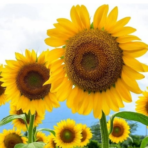 Mammoth Grey Striped Sunflowers FL125-50