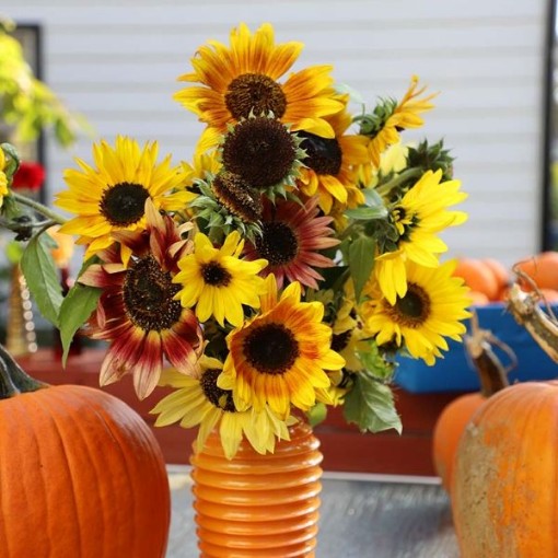 Autumn Beauty Sunflowers FL111-50
