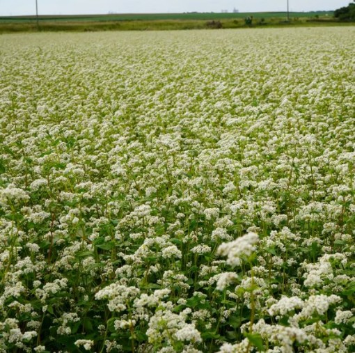 Buckwheat HB88-250