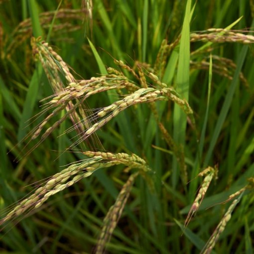 Rice RI1-250