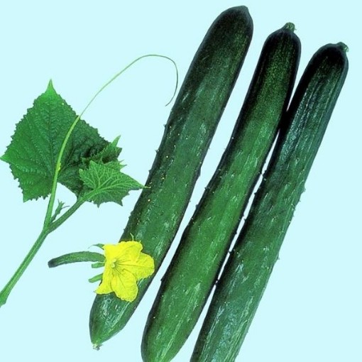 Tokiwa Cucumbers CU67-20