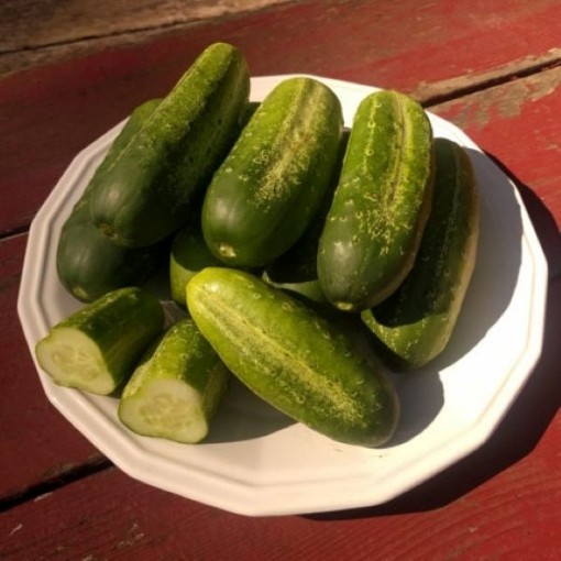 Morden Early Cucumbers CU70-20