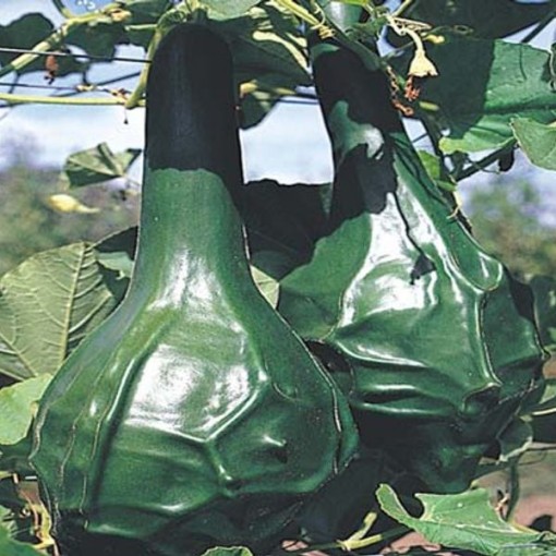 Dinosaur Gourds GD4-25