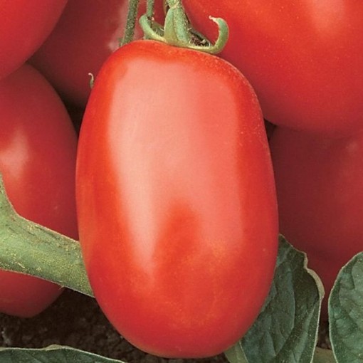 Viva Italia Tomato TM282-10