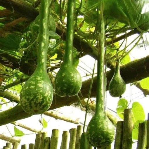 Long Handled Dipper Gourds GD7-25