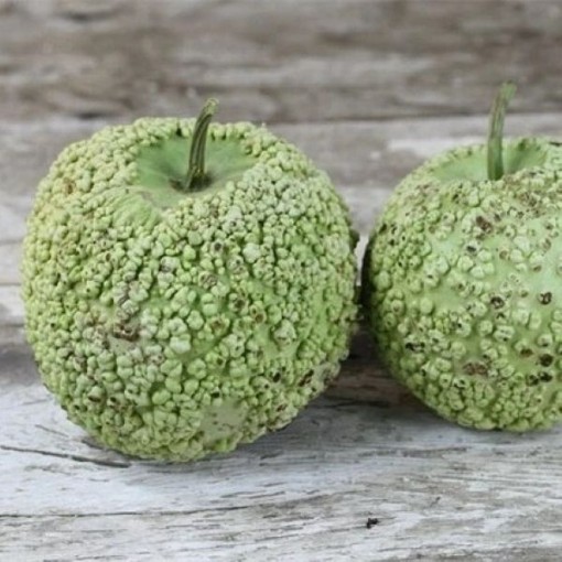 Bule Gourds GD9-10