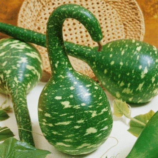 Speckled Swan Gourds GD16-25