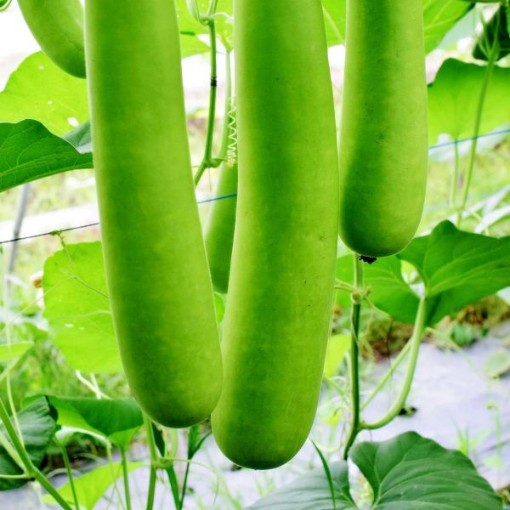 Nam Tao Ngam Gourd Seeds GD56-25