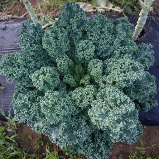 Vates Blue Curled Kale KL1-750