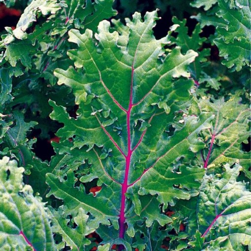 Red Russian Kale KL2-750