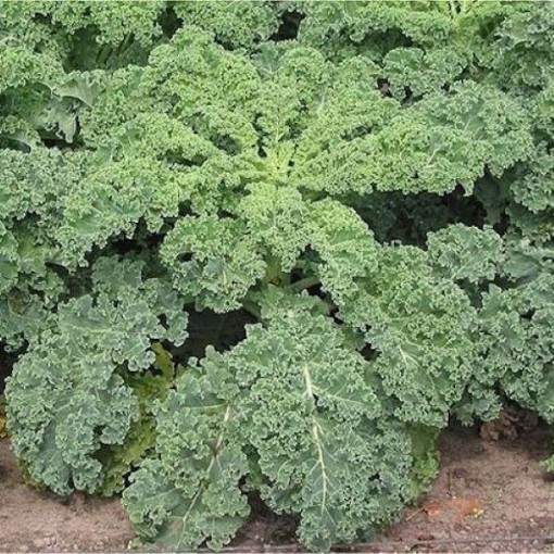 Dwarf Blue Curled Scotch Kale KL5-750